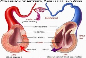 perbedaan pembuluh darah arteri dan vena